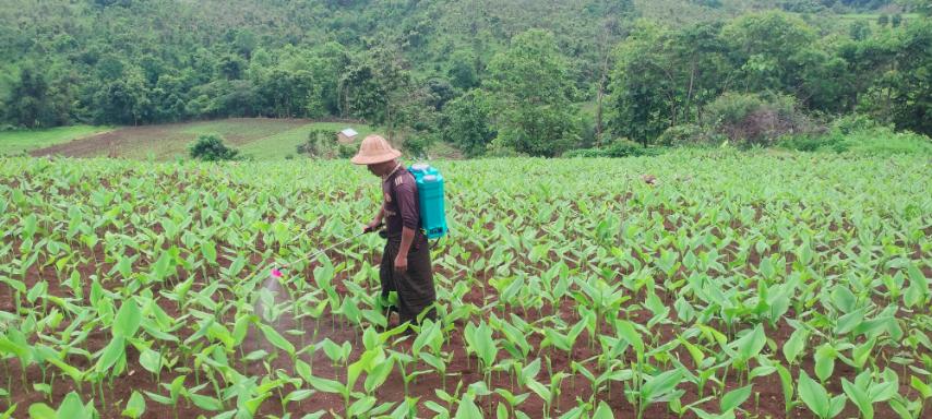 Farmer caring for a young spice crop